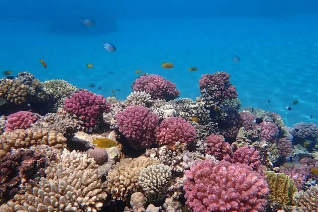 غواصة سياحية — جولة تحت الماء في البحر الأحمر — 3